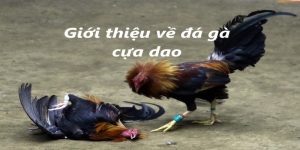 Giới thiệu một vài thông tin về hình thức đá gà cựa dao